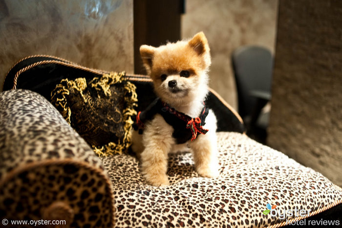 Ginger, the teacup Pomeranian that serves as the Muse hotel's