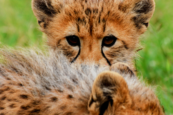 Cucciolo di ghepardo in Sud Africa; Credito fotografico: Katherine Alex Beaven