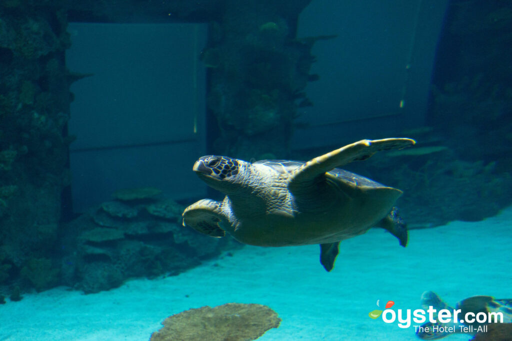 Shark Reef Aquarium im Mandalay Bay Resort & Casino / Oyster