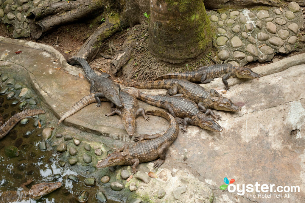 Canal votre chasseur de crocodile intérieur à Si Como No Resort, Spa et refuge de la faune.