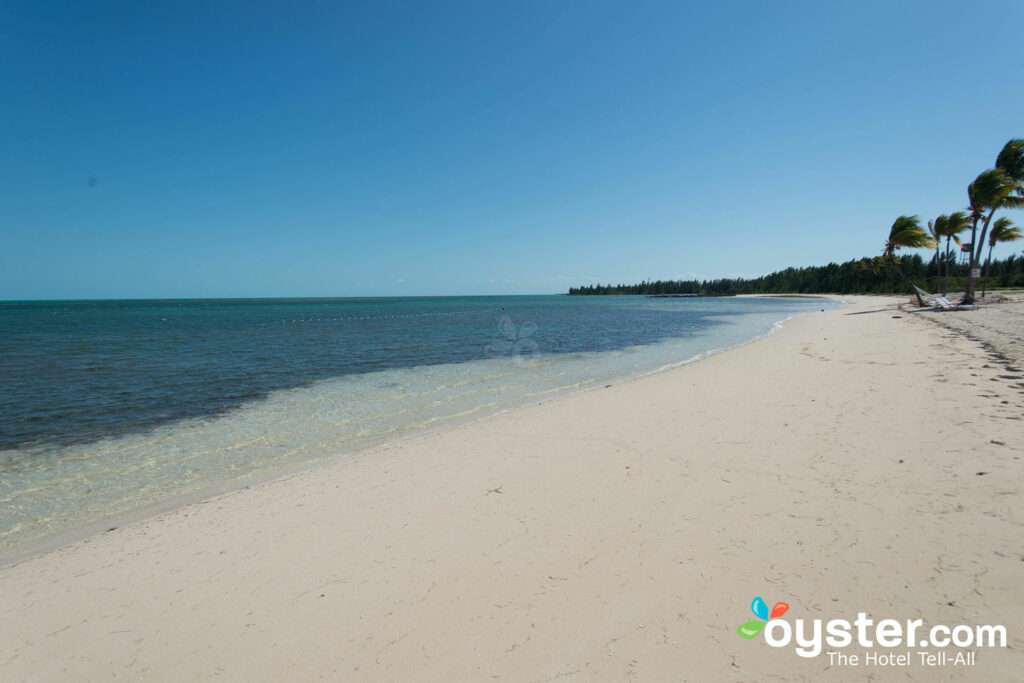 Baía velha de Bahama / ostra