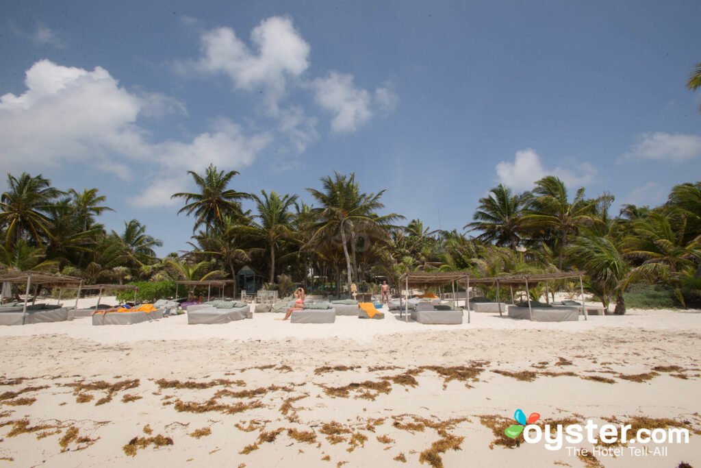 ¡Encuentra las escurridizas algas arrastrándose por la playa!