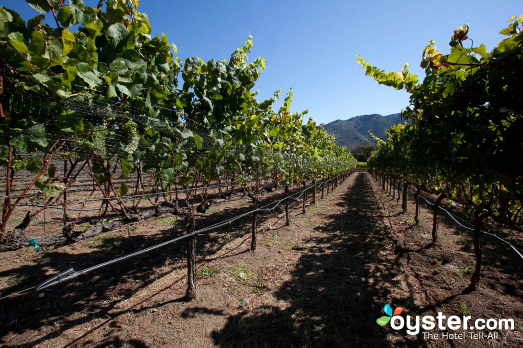 Vigneti nella valle del Carmelo di NorCal