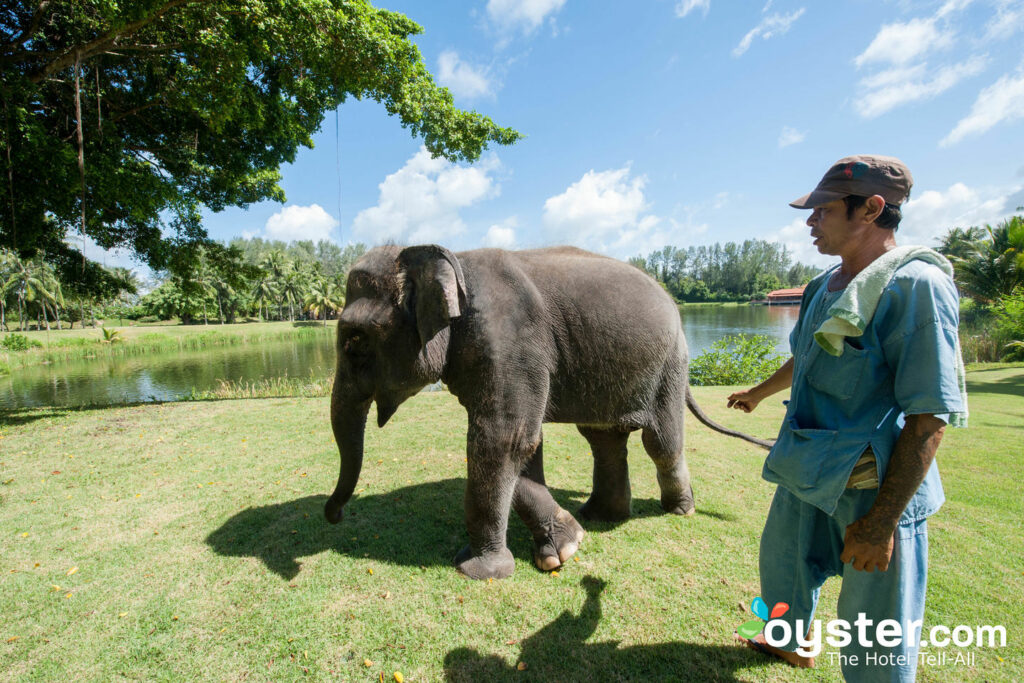 Afortunado, el elefante bebé residente de Banyan Tree Phuket