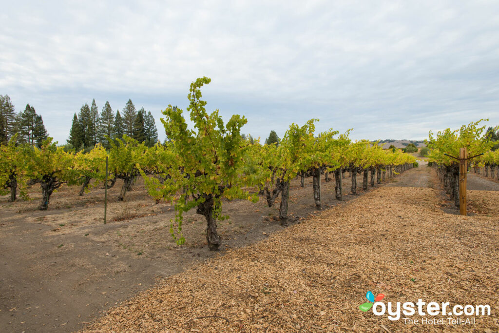 Vineyards at Vintners Inn