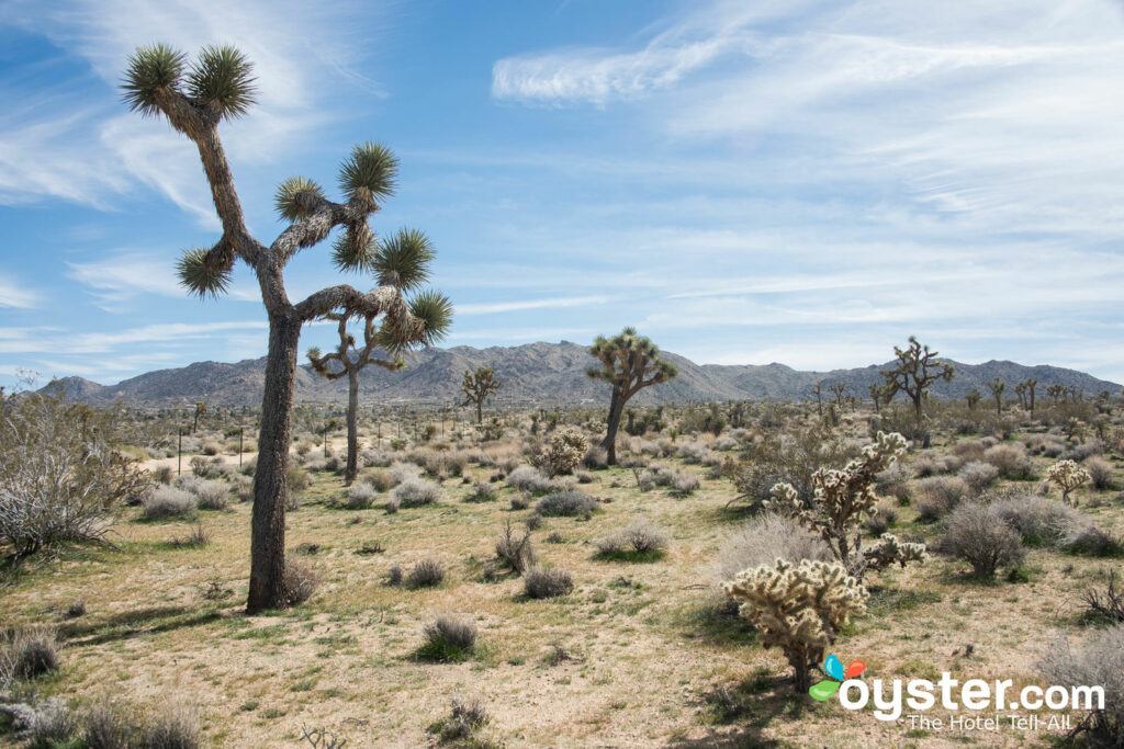 El paisaje abierto de Joshua Tree