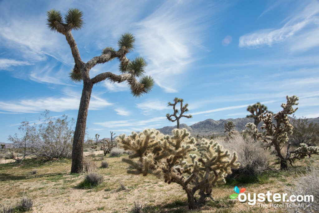 Parque Estadual Joshua Tree no Spin and Margie's Desert Hideaway / Oyster