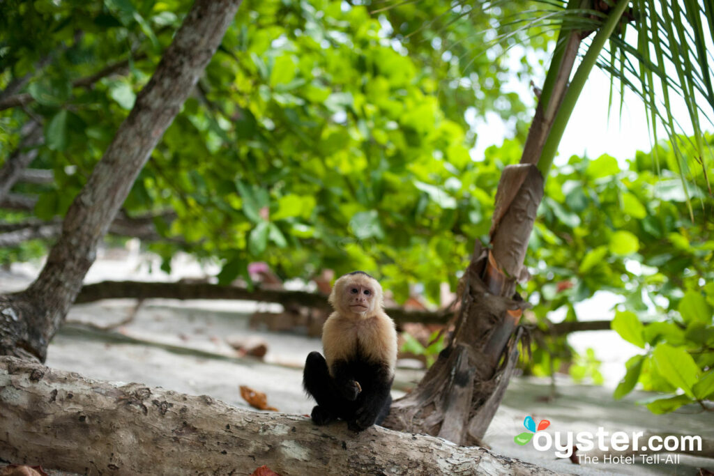 Hai voglia di una vacanza in spiaggia con qualche compagnia? Forse la Costa Rica è per te.