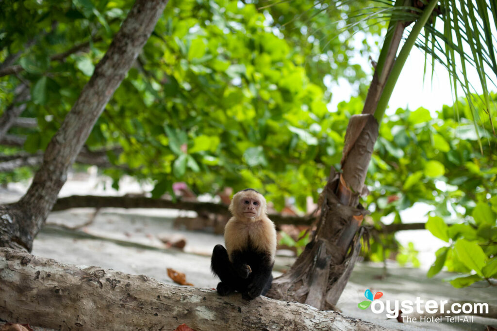 Lust auf einen Strandurlaub mit einer Gesellschaft? Vielleicht ist Costa Rica für dich.