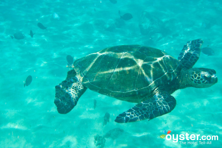 Snorkeling at Sheraton Maui Resort/Oyster Snorkeling at Sheraton Maui Resort/Oyster