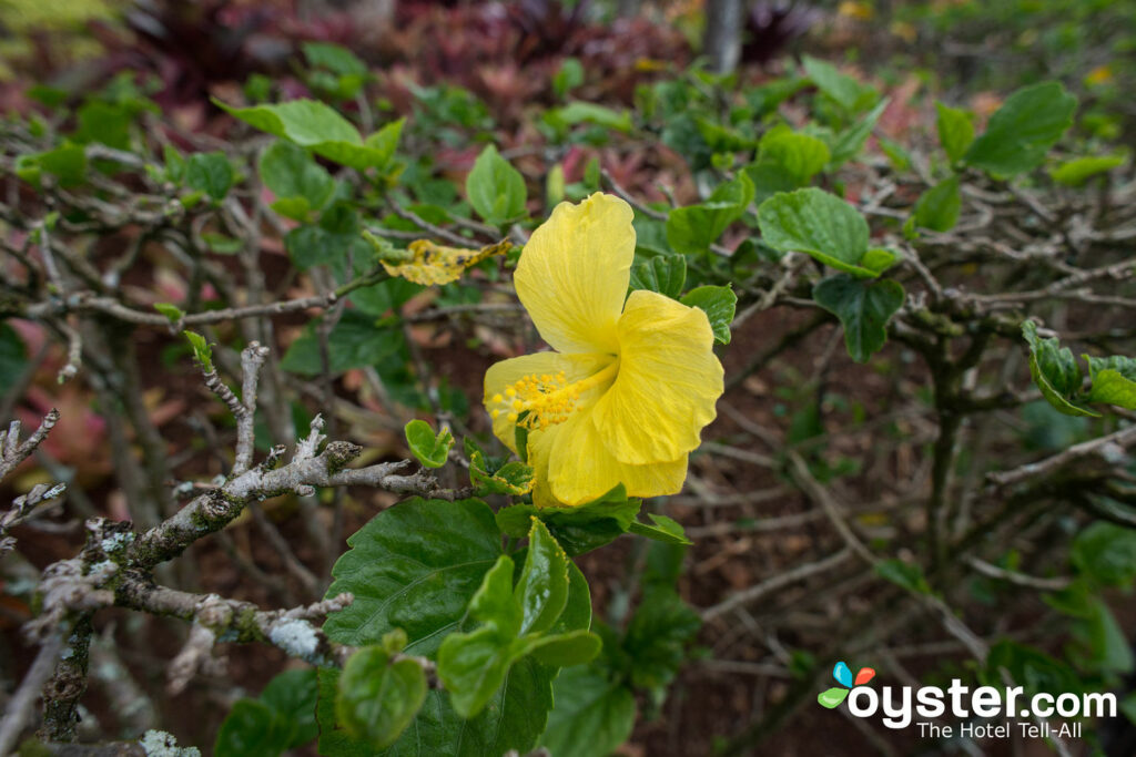 Dole Plantation, Oahu / Ostra