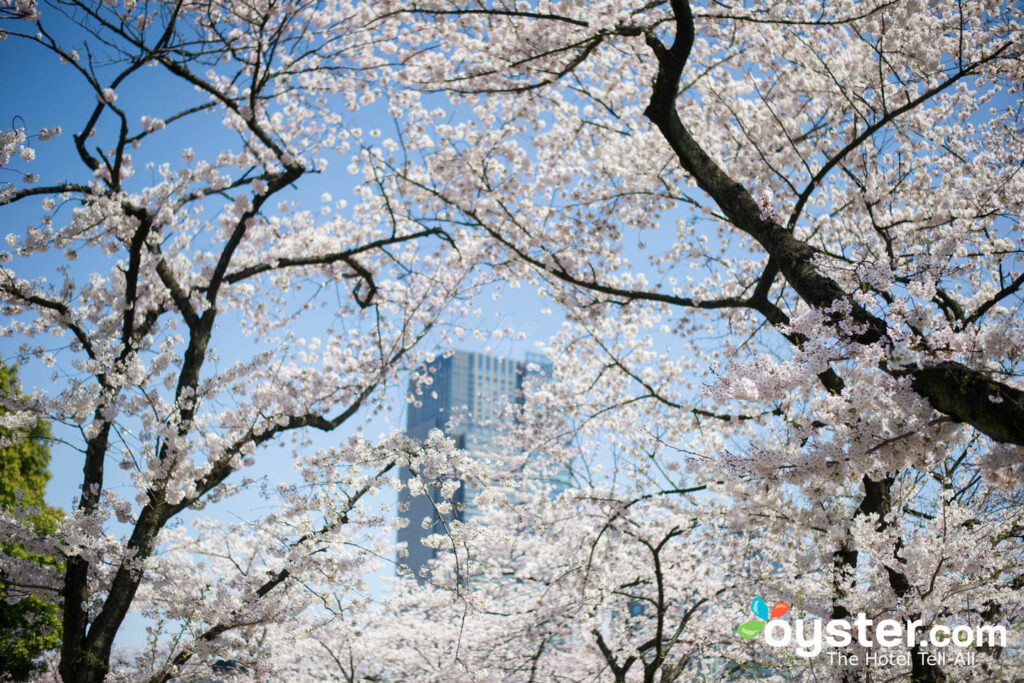 La stagione dei fiori di ciliegio a Tokyo significa che le tariffe alberghiere salgono alle stelle