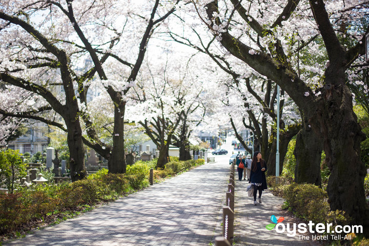 Cherry blossoms, Tokyo/Oyster