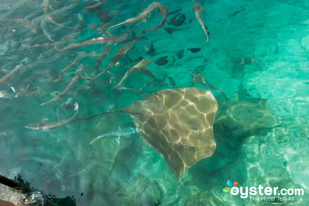 Stingray Feeding at the KIHAAD Maldives