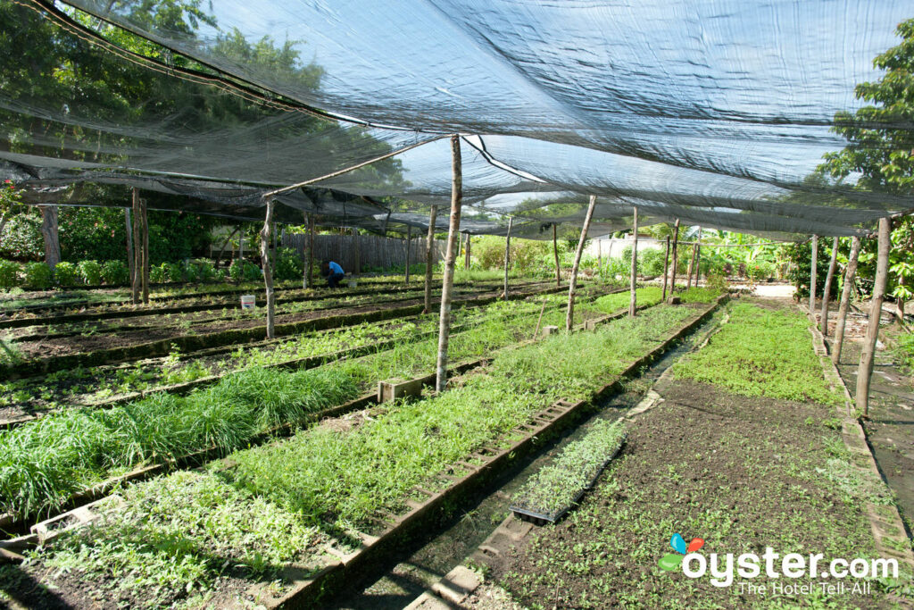 Organic Garden at the Turtle Inn in Belize Organic Garden at the Turtle Inn in Belize