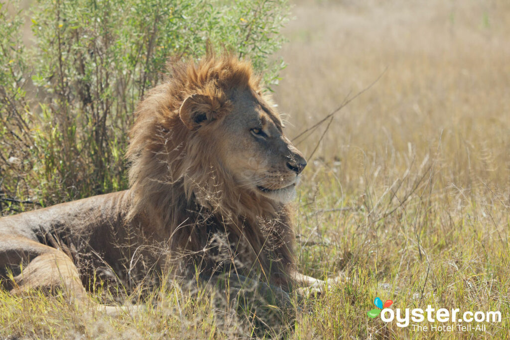 Pre-Arranged Safaris sind eine gute Möglichkeit für NTs, Nervenkitzel zu genießen und ihre planliebenden Seiten zu genießen.