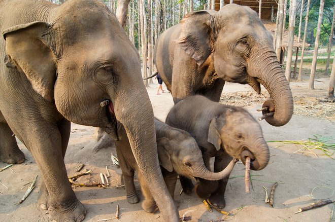 Patara Elephant Sanctuary em Chiang Mai; Evo Flash / Flickr