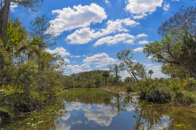 Parque Nacional dos Everglades; Tambako o Jaguar / Flickr