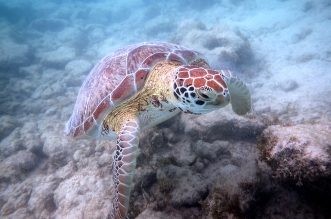 Tortugas en Akumal; Mal B / Flickr