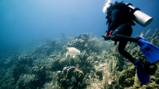 Reef Mergulho no México; Mal B / Flickr