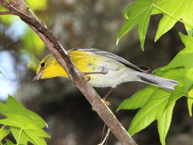 Highlands Hammock State Park; Alan Schmierer/Flickr Highlands Hammock State Park; Alan Schmierer/Flickr