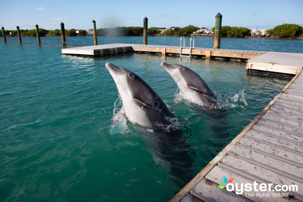 Collegamento dei delfini a Hawks Cay Resort, Duck Key / Oyster