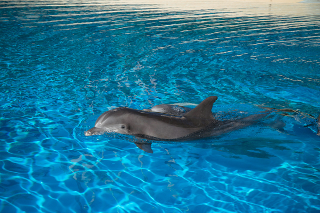 Siegfried & Roy's Secret Garden y Dolphin Habitat en The Mirage Hotel & Casino / Oyster