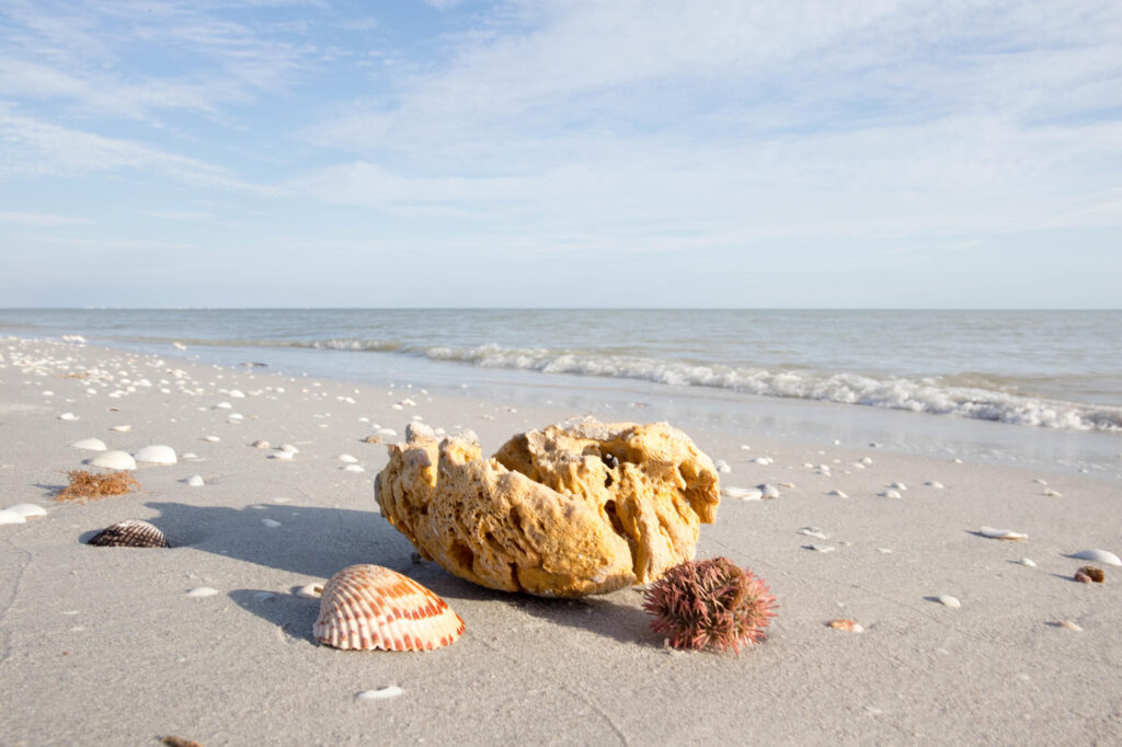 Shells on the beach at the Casa Ybel Resort