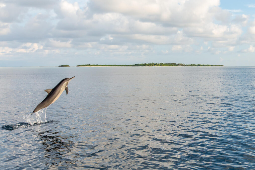 Sunset Dolphin Cruise at the Soneva Jani
