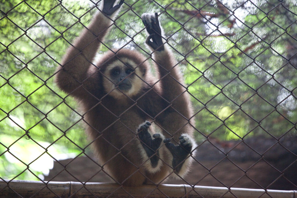 Gibbon Rehabilitation Project