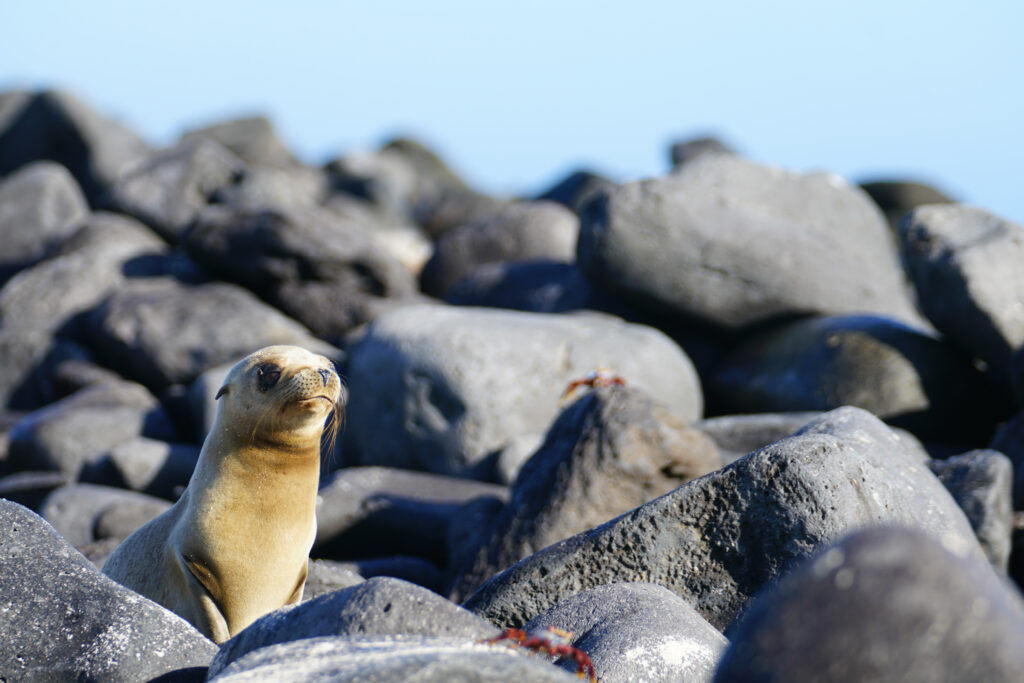 Baby sea lion in Galapagos Islands