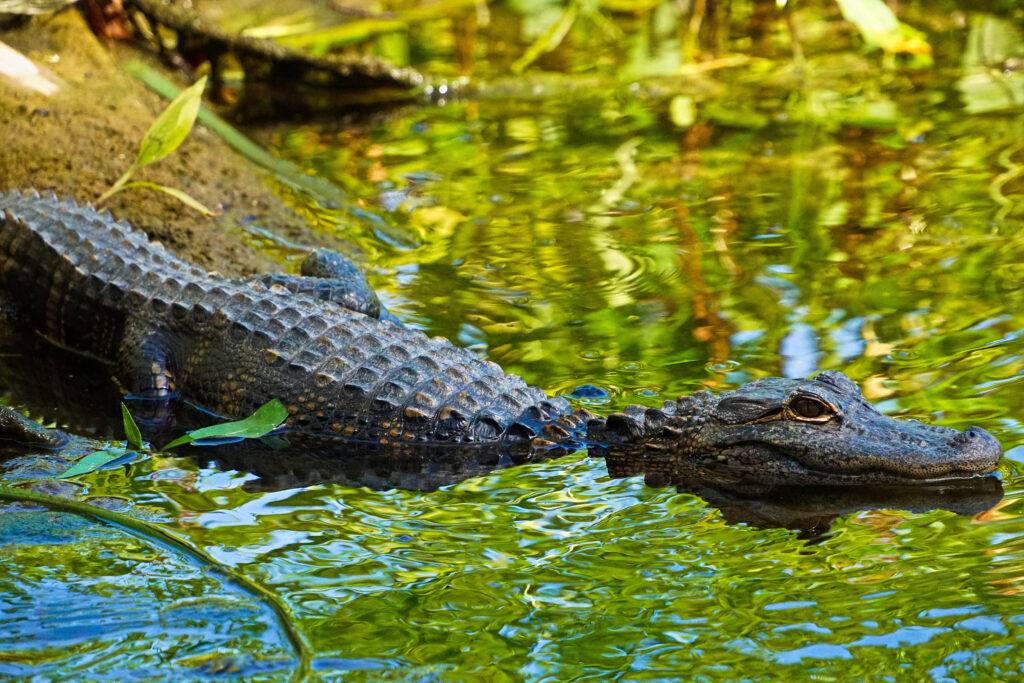 Alligator in Wakulla Springs, Florida