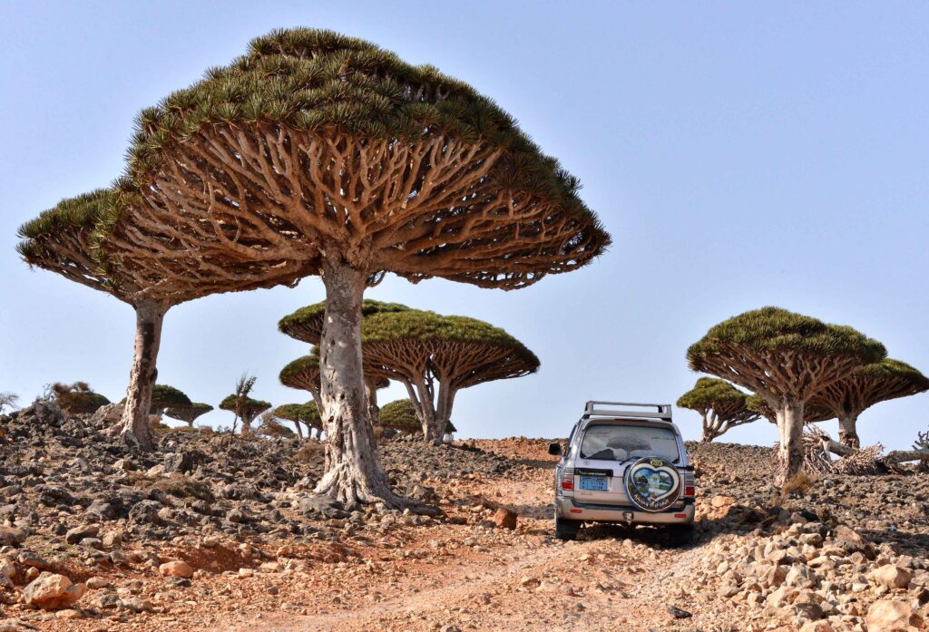 Socotra Island, Yemen

