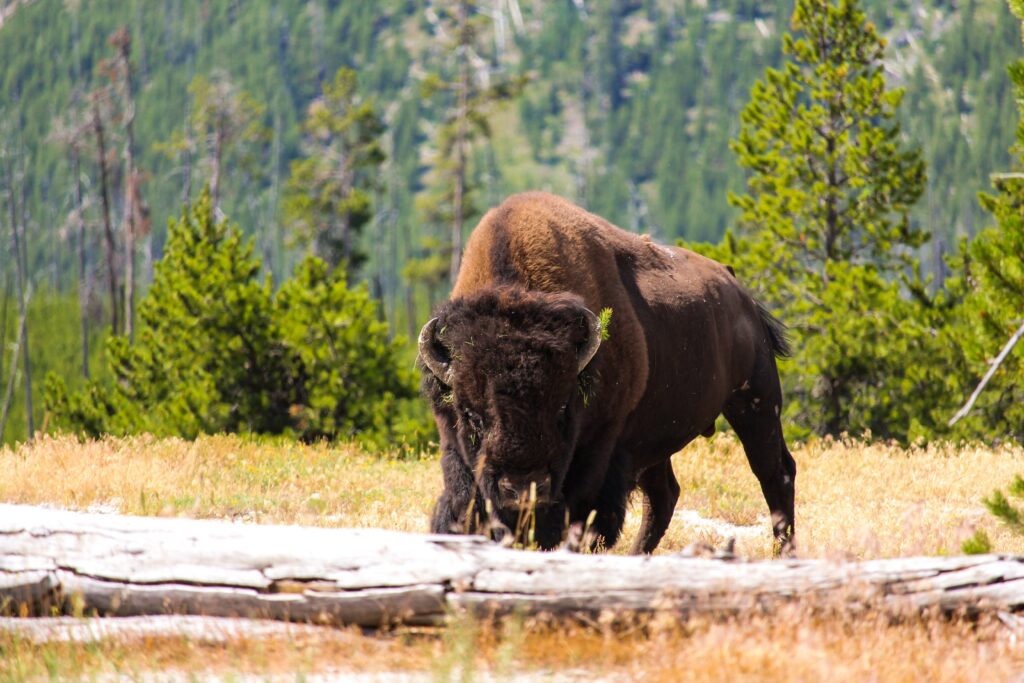 Bison in Yellowstone National park