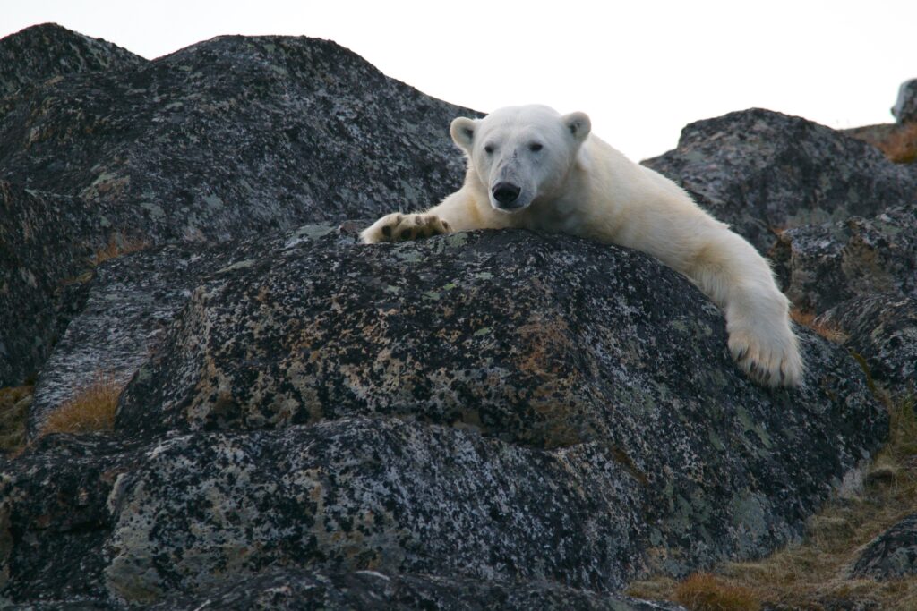 Polar Bear in Svalbard
