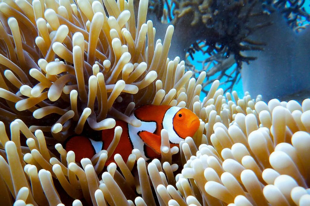 Great Barrier Reef, Queensland, Australia