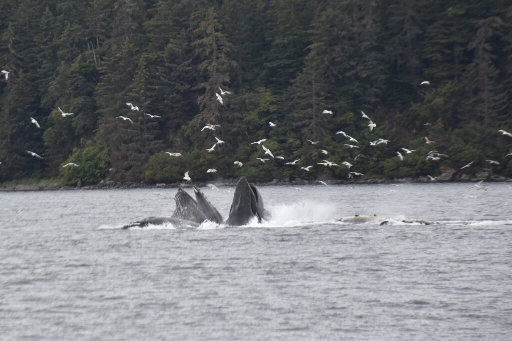 Baleines à bosse en Alaska