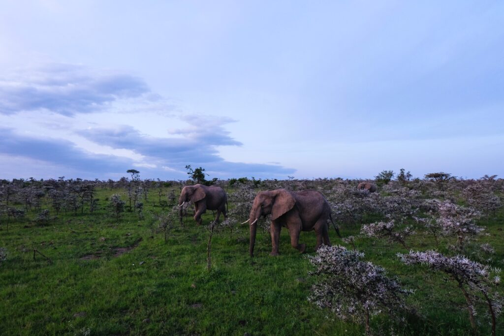 Elephants in Masai Mara, Kenya