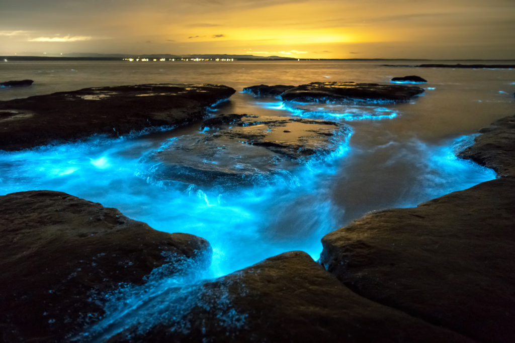 Bioluminescence in Jervis Bay, Australia