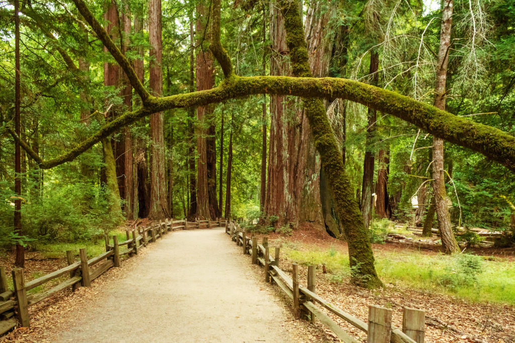 Redwood State Park, California