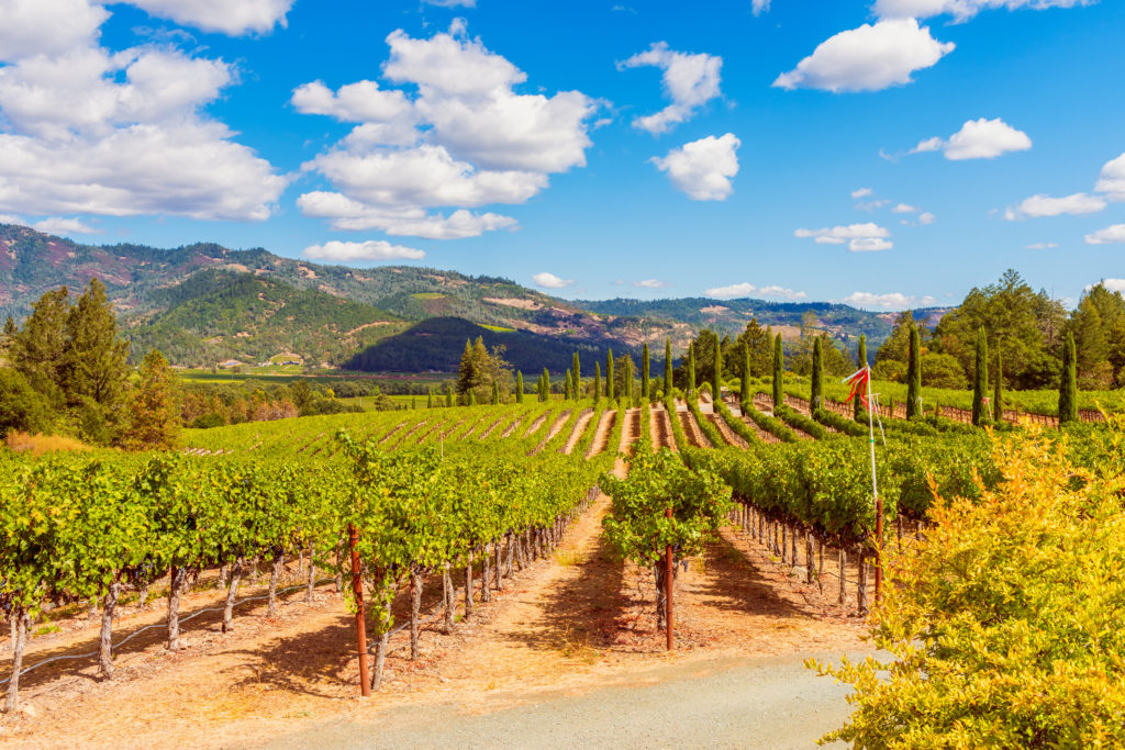 Vineyard in Napa Valley, California