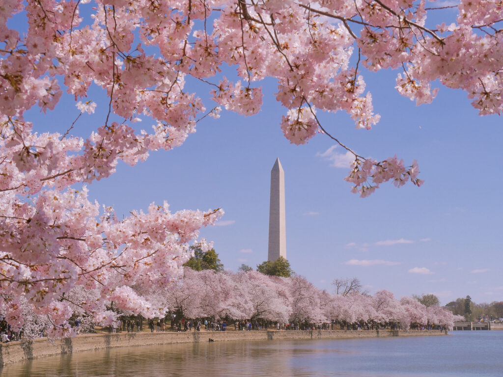 Washington Monument in the distance with a foreground of cherry blossoms