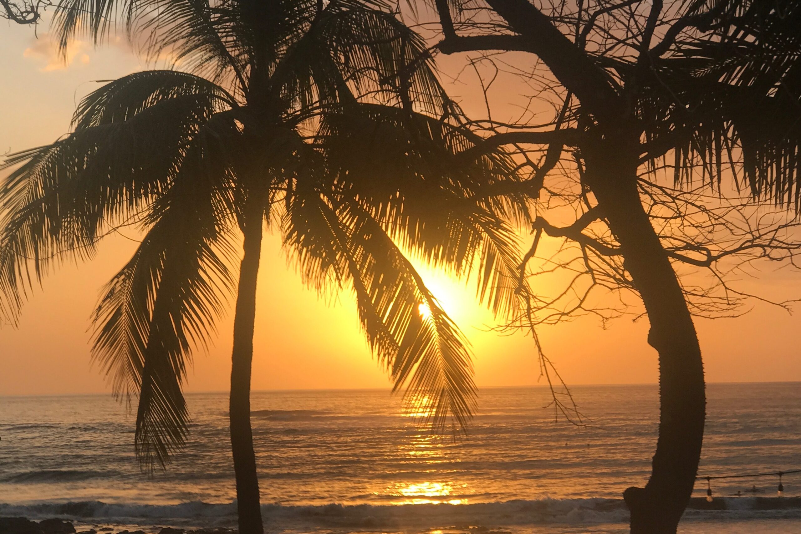 Sunset seen through palm trees at Nosara Beach in Costa Rica