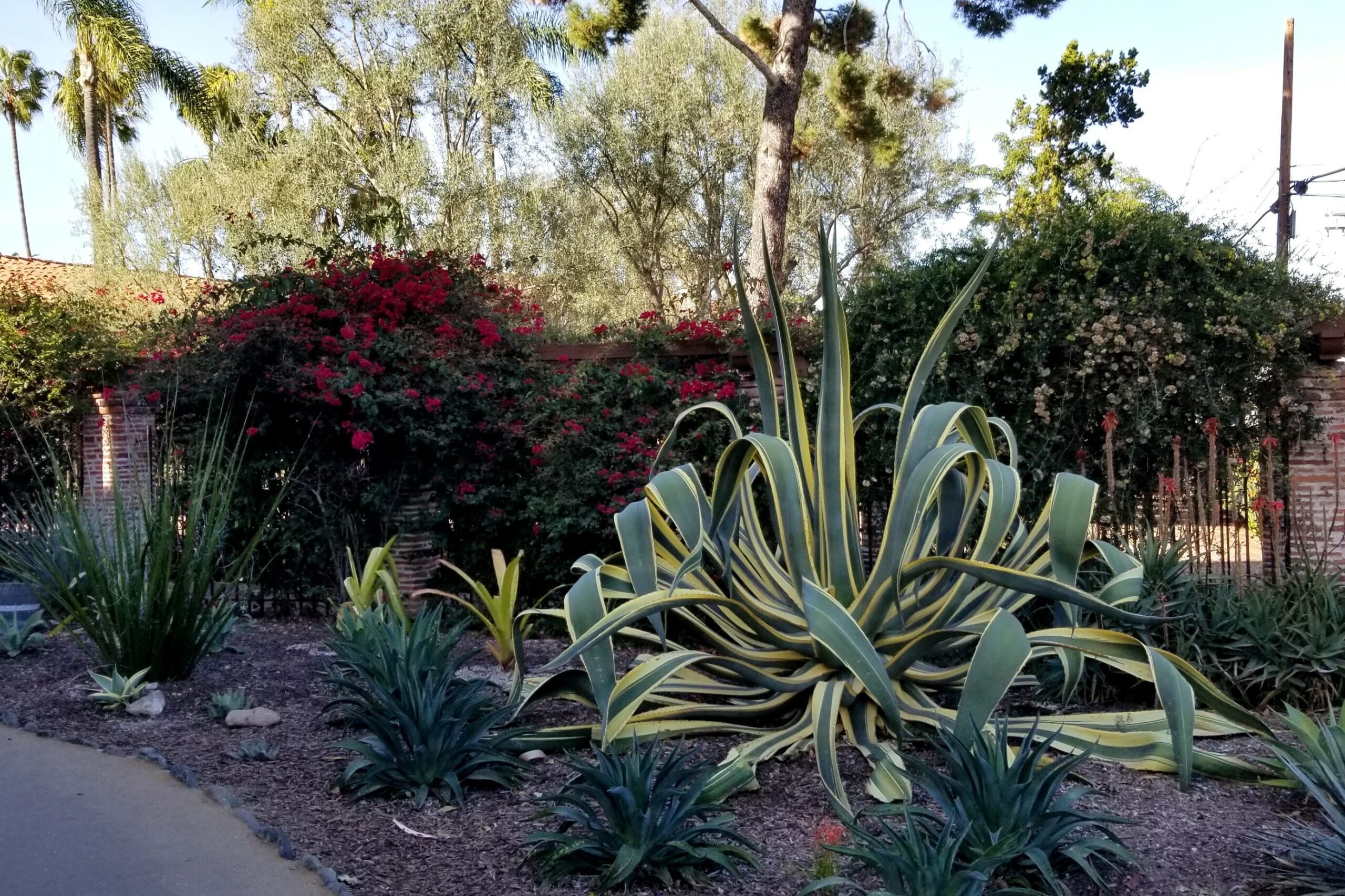 Plants at the Fullerton Arboretum in Anaheim, California