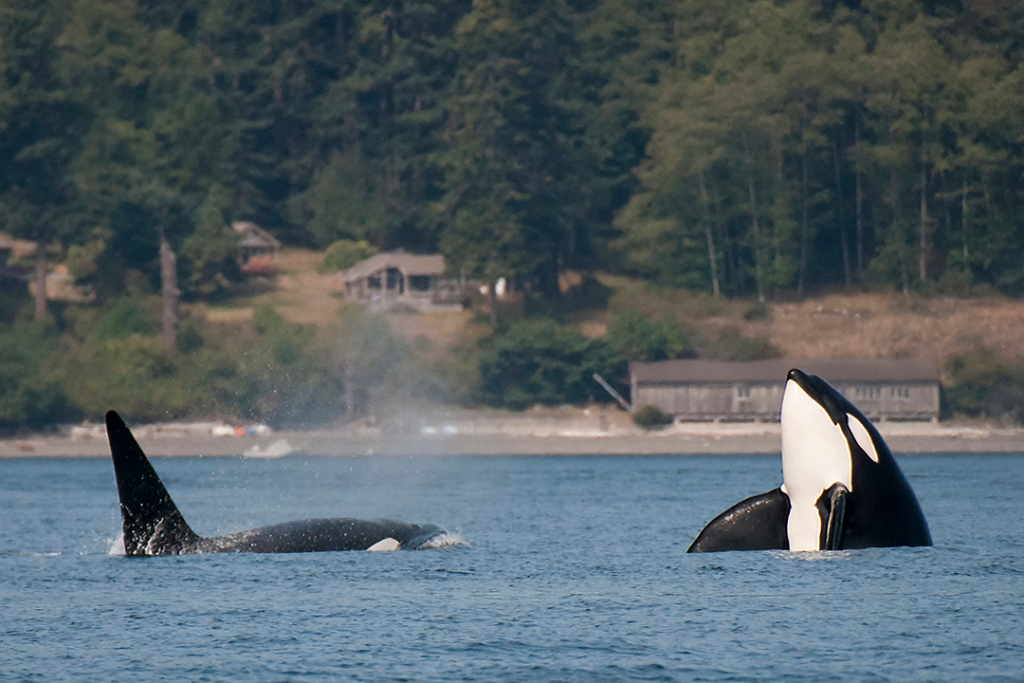 Orca Spy Hop Off San Juan Islands