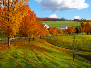 Vermont fall landscape of rolling hills with orange foliage